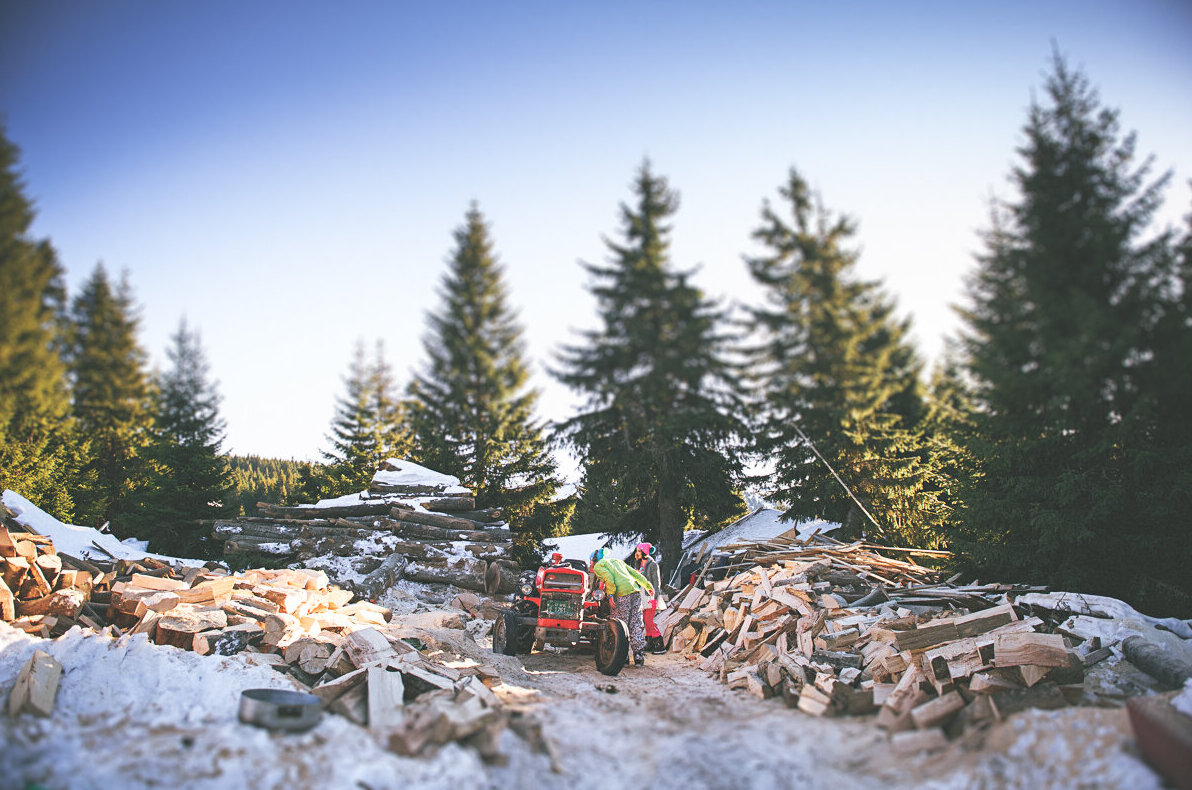Par pozira na snegu ispred jelki