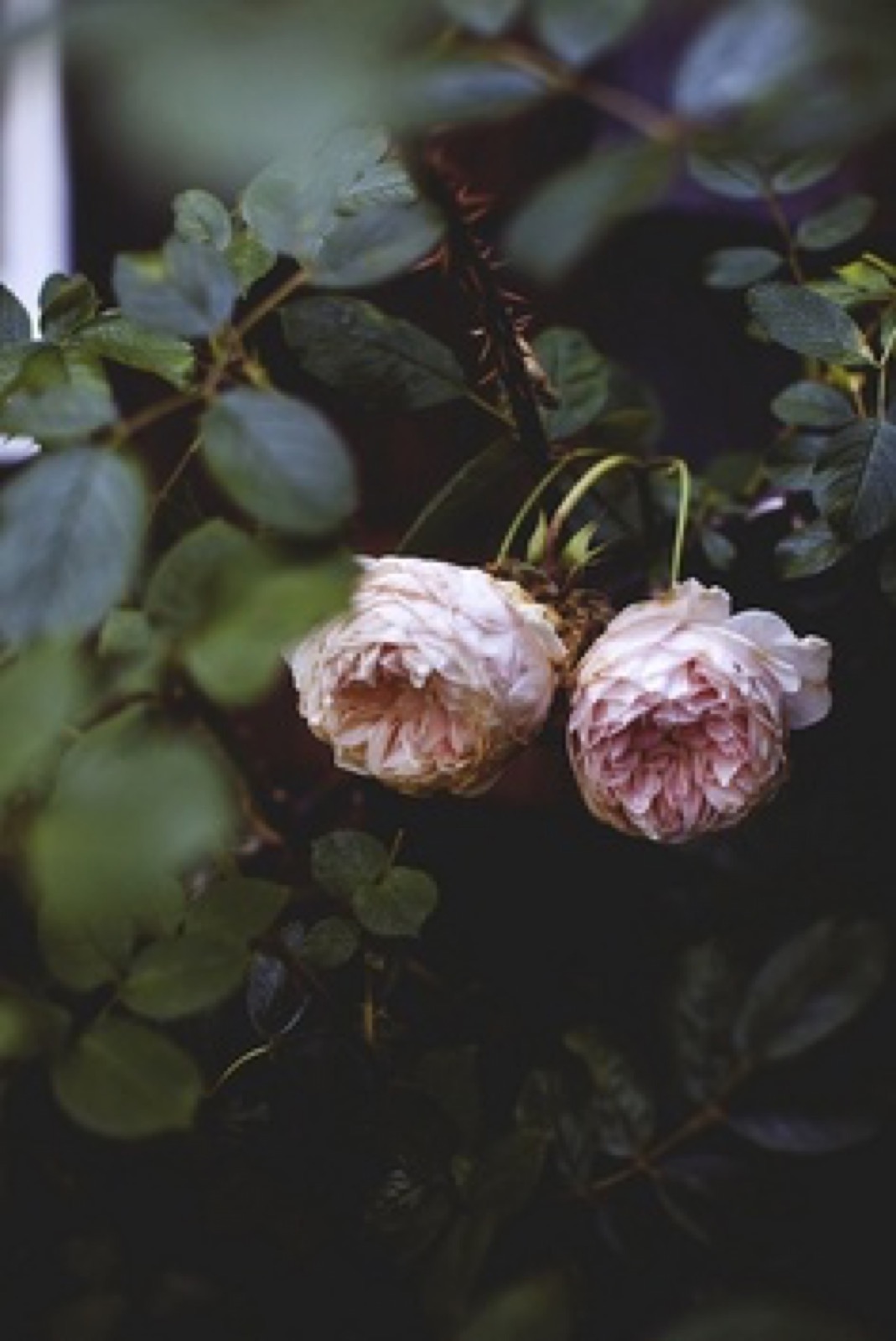 Nežni roze detalj — simbolika nade