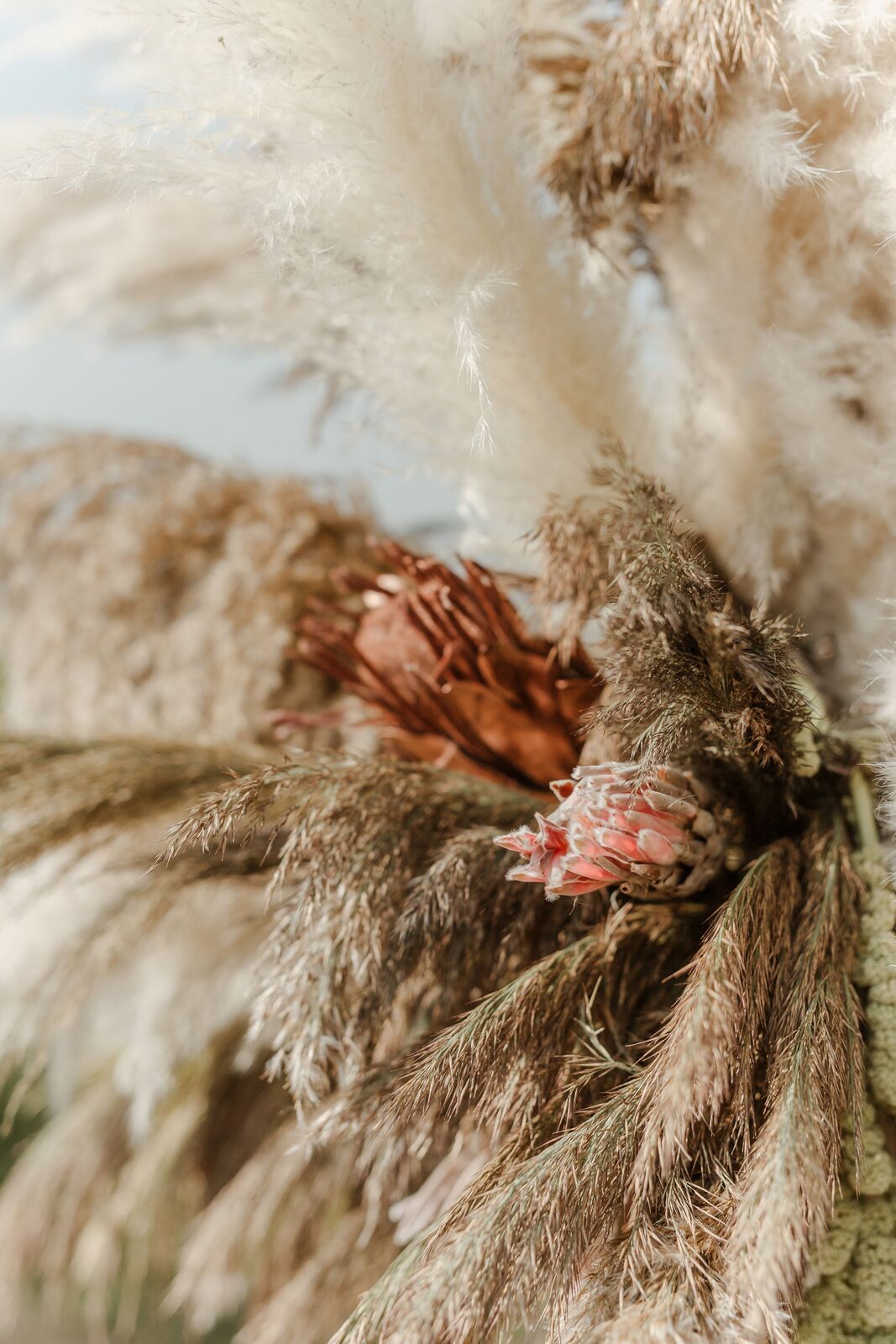 Chuppah od bakarnih cevi ukrašen pampasom i belim tkaninama