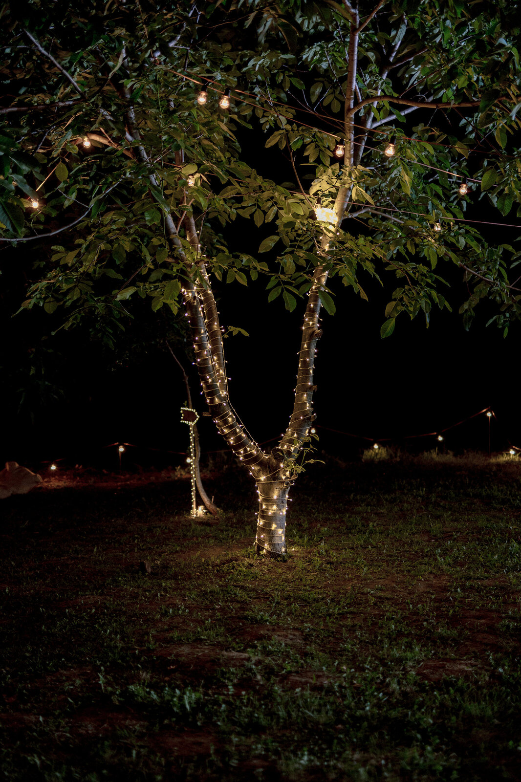 Šator ukrašen granama i lampicama