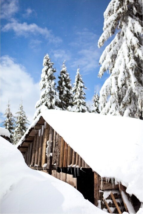 Crveni karanfili u vazi na snežnom stolu