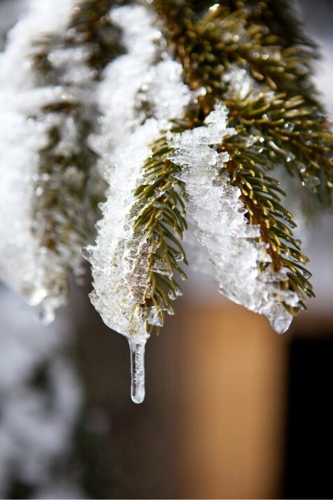Zimski buketi na postavljenom stolu